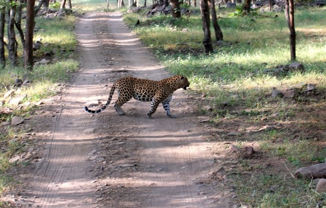 2.1413240623.leopard-crossing-behind-our-vehicle