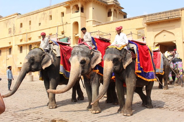 2.1413240639.elephants-make-their-arrival